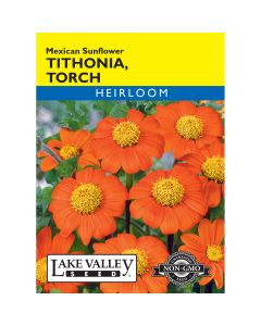 Tithonia, Mexican Sunflower 'Torch'