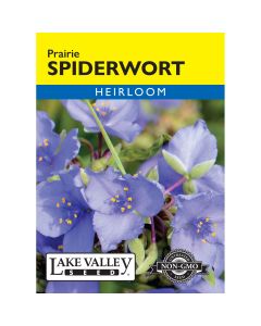 Tradescantia, Prairie Spiderwort Heirloom