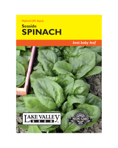 Spinacia, Spinach 'Seaside' Hybrid
