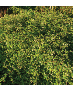 Stephanandra, Lace Shrub 'Crispa Cutleaf'