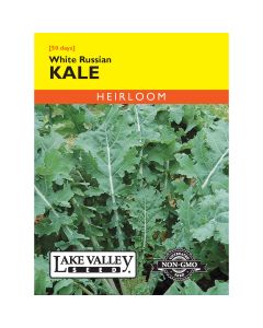 Brassica, Kale 'White Russian' Heirloom