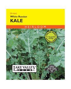 Brassica, Kale 'White Russian' Heirloom Value Pack