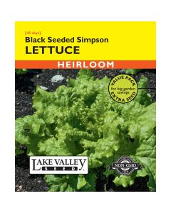 Lactuca, Loose-Leaf Lettuce 'Black Seeded Simpson' Heirloom Value Pack