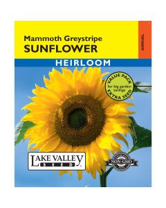 Helianthus, Giant Sunflower 'Mammoth Greystripe' Heirloom Value Pack