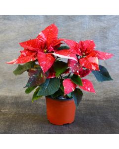 Jingle Bells Poinsettia in Bare Pot
