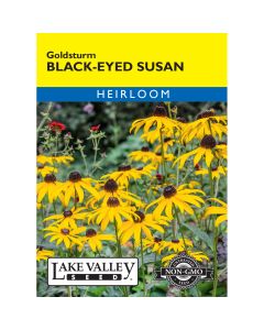 Rudbeckia, Black Eyed Susan 'Goldsturm'