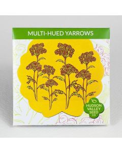 Achillea, Multi-Hued Yarrow ~ 200 seeds