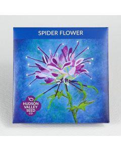 Cleome, Spider Flower ~ 150 seeds