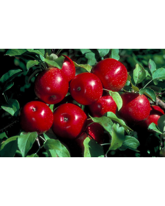 Malus, Fruiting Apple 'Haralson'
