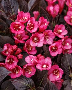 Weigela, Dark Foliage 'Coco Chill™'
