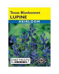 Lupinus, Lupine 'Texas Bluebonnet' Heirloom
