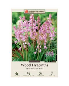 Hyacinthoides, Wood Hyacinth 'Pink'