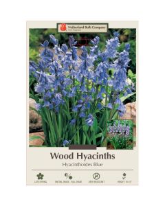 Hyacinthoides, Wood Hyacinth 'Blue'