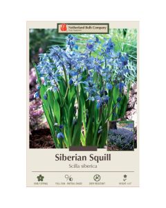 Scilla, Siberian Squill