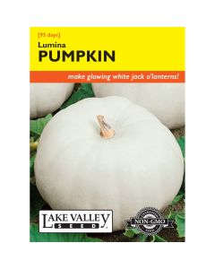 Cucurbita, Pumpkin 'Lumina' (White)