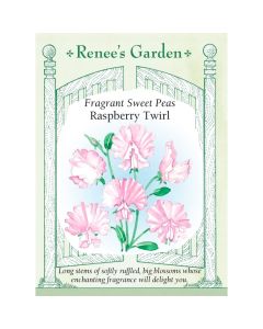 Lathyrus, Sweet Pea 'Raspberry Twirl' ~ 30 seeds