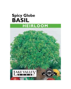 Ocimum, Basil 'Spicy Globe' Heirloom