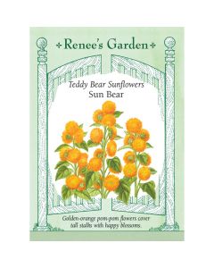 Helianthus, Teddy Bear Sunflower 'Sun Bear' ~ 25 seeds