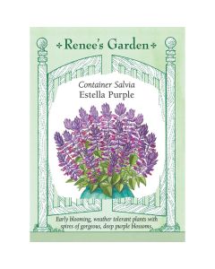 Salvia, Estella Purple