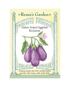 Solanum, Italian Eggplant 'Roxanne' ~ 13 seeds