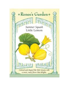 Cucurbita, Summer Squash 'Little Lemon' ~ 20 seeds