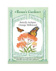 Asclepias, Butterfly Flower 'Orange Milkweed' ~ 45 seeds