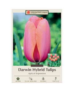 Tulipa, Darwin Hybrid Tulip 'Apricot Impression'