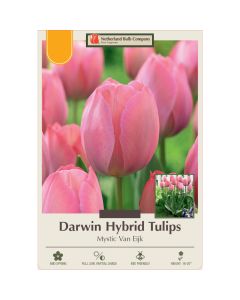 Tulipa, Darwin Hybrid Tulip 'Mystic Van Eijk'