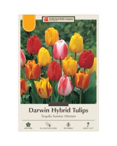 Tulipa Assortment, Darwin Hybrid Tulip 'Tequila Sunrise' 