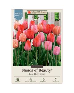 Tulipa Assortment, Darwin Hybrid Tulip 'Blush' 