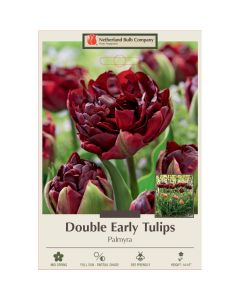 Tulipa, Early Double Tulip 'Palmyra'