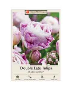 Tulipa, Late Double Tulip 'Double Surprise®'