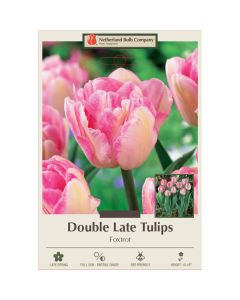 Tulipa, Late Double Tulip 'Foxtrot'