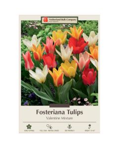 Tulipa Assortment, Fosteriana Tulip 'Valentine'