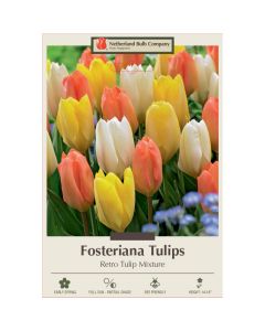 Tulipa Assortment, Fosteriana Tulip 'Retro Tulip'
