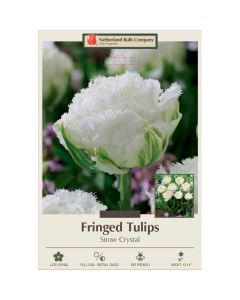 Tulipa, Fringed Tulip 'Snow Crystal'