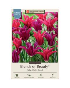 Tulipa Assortment, Lily Flowering Tulip 'Doll's Blend'