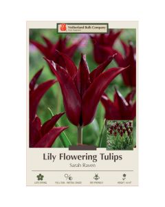 Tulipa, Lily Flowering Tulip 'Sarah Raven' 