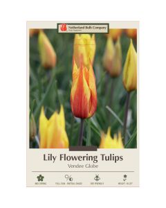 Tulipa, Lily Flowering Tulip 'Vendee Globe'