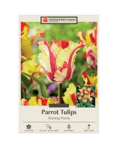Tulipa, Parrot Tulip 'Flaming Parrot'