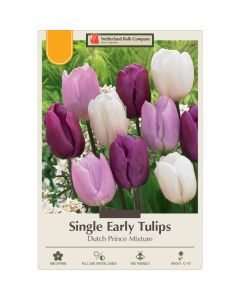 Tulipa Assortment, Early Single Tulip 'Dutch Prince' 