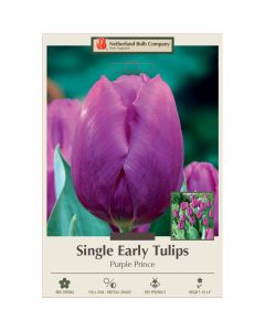 Tulipa, Early Single Tulip 'Purple Prince' 
