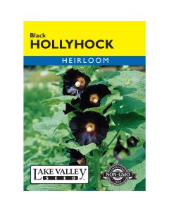 Alcea, Hollyhock 'Black'