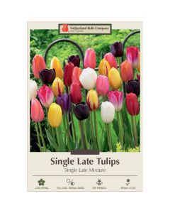 Tulipa Assortment, Late Single Tulip