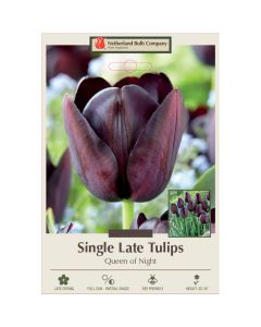 Tulipa, Late Single Tulip 'Queen of Night' 