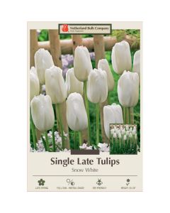 Tulipa, Late Single Tulip 'Snow White' 