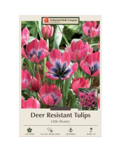 Tulipa, Deer Resistant Tulip 'Little Beauty' 