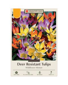 Tulipa Assortment, Deer Resistant Tulip 'Wildflower' 