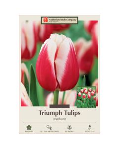 Tulipa, Triumph Tulip 'Markant'