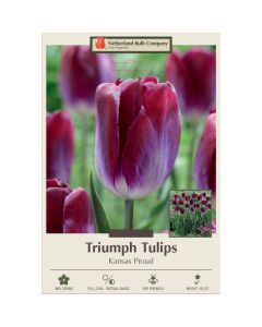 Tulipa, Triumph Tulip 'Kansas Proud'
